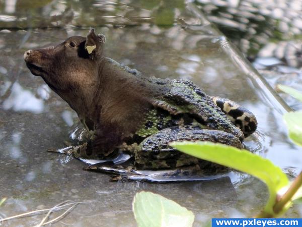 bull frog